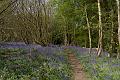 Bluebell walk